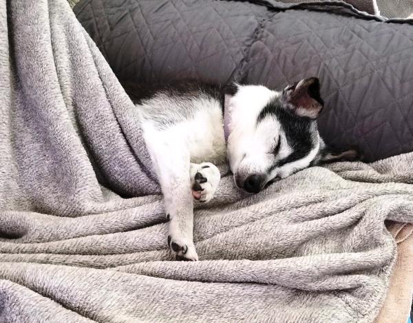 /Images/uploads/Friends of Seal Beach Animal Care Center/2025sbacc/entries/32124thumb.jpg
